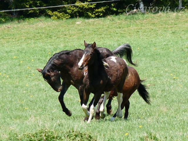 Monty dovádí s ročními hříbaty