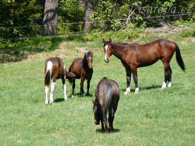 Mladí hřebci na pastvině