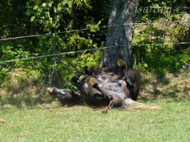 Čtyřletý Rybíz se spokojeně válí pod třešní