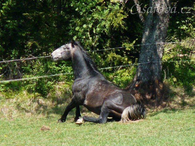 Čtyřletý Rybíz se zvedá