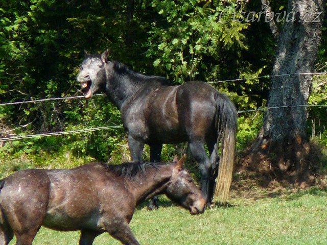 "To je dneska ale nuda":-) čtyřletý Rybíz