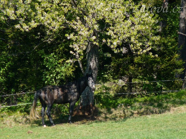 Čtyřletý Rybíz pod třešní