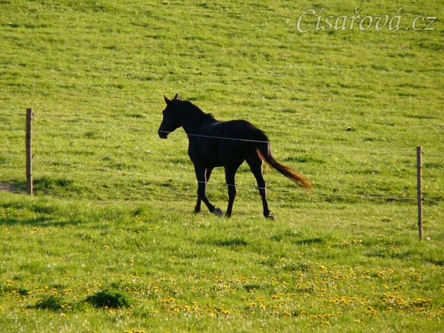 Čtyřletý Carthago na "obchůzce" pastviny