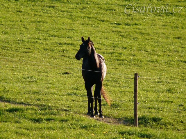 Čtyřletý Carthago vyhlíží sousedy