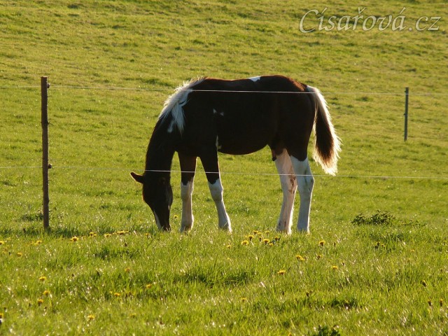 Roční Fizzino našel něco zajímavého