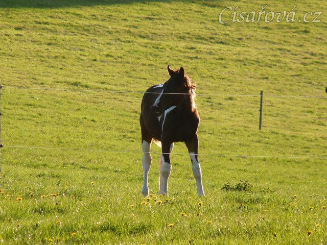 Roční Fizzino našel něco zajímavého