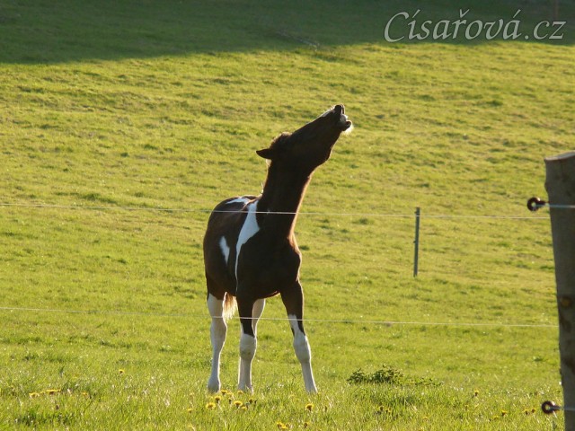 Roční Fizzino našel něco zajímavého
