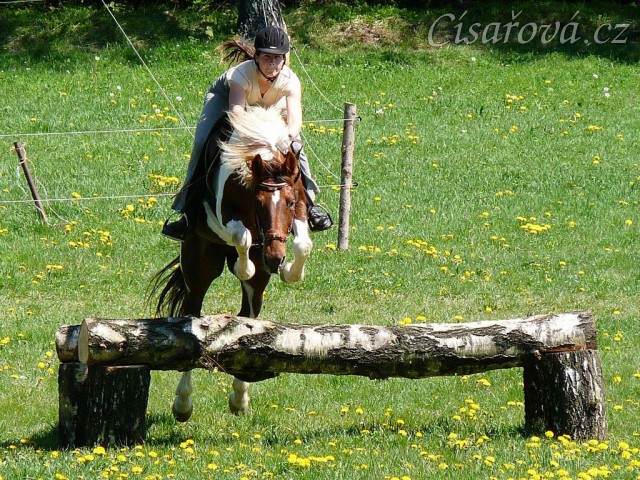 Vikina skáče přes březový oxer na našich pastvinách