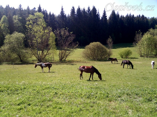 10.5.2011 - Koně si užívají trávu na pastvině u potoka