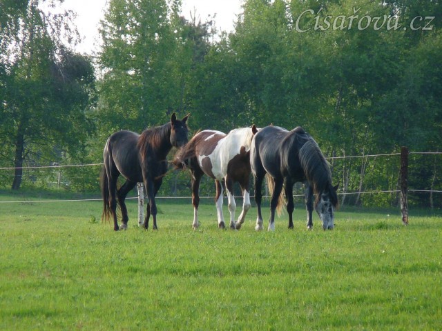 Arwen, Vikina a Jared, dospělý základ našeho stáda
