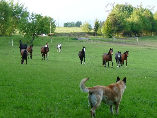 Stádo vidí něco zajímavého - fotografa:-)
