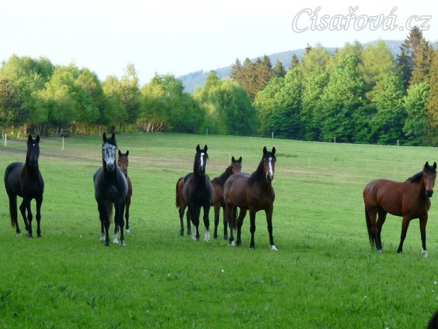 Stádo vidí něco zajímavého - fotografa:-)