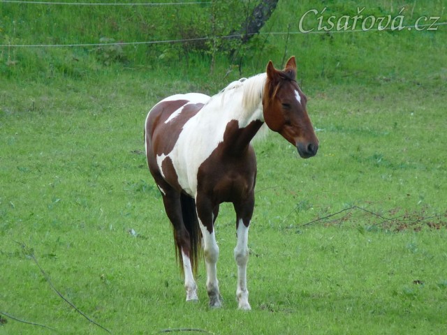 Osmiletá Vikina odpočívá