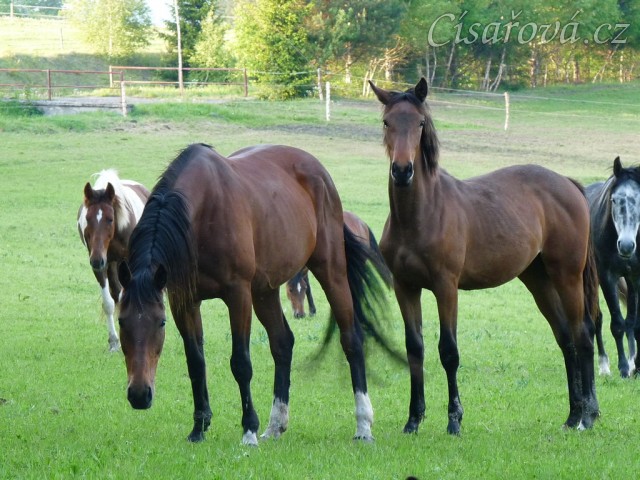 Naše Agáta a její roční kobylka Ascara