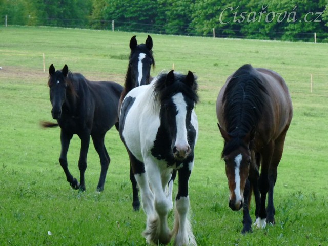 Roční kobyla Irského tinkera, za ní tříletá a dvouletá kobylka Irish Sport Horse, v pozadí pak naše trakénka Arwen