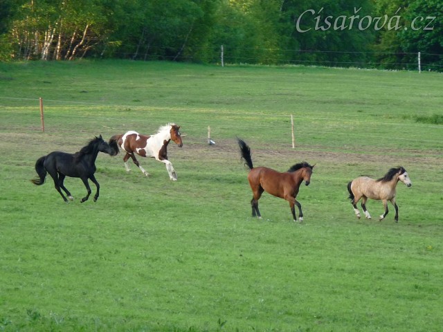 Důvod k dovádění se vždycky najde:-)
