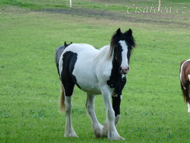 Roční kobylka Irského tinkera