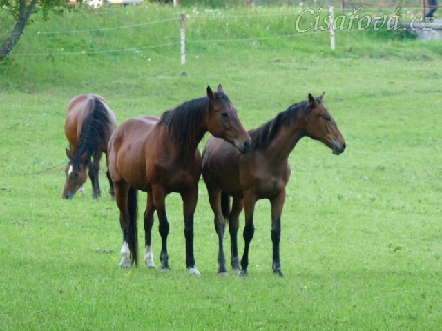 Naše Agáta a její roční kobylka Ascara