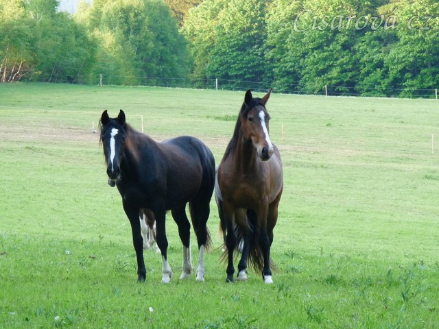 Dvouletá a tříletá kobylka Irish Sport Horse