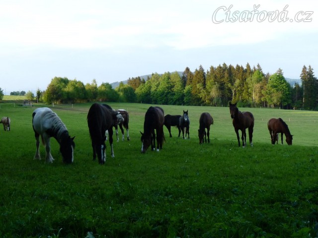 Stádo se vyběhalo a už se pase