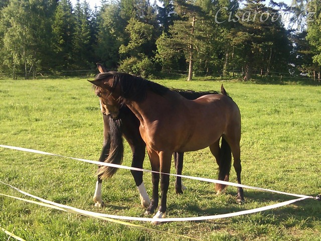 Vzájemná údržba ocasů:-)