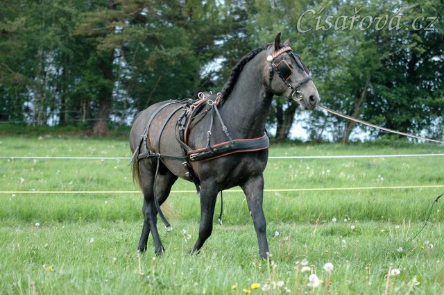 Rybíz se učí tahat - na lonži s postrojem. Foto Olga a Věra Procházková