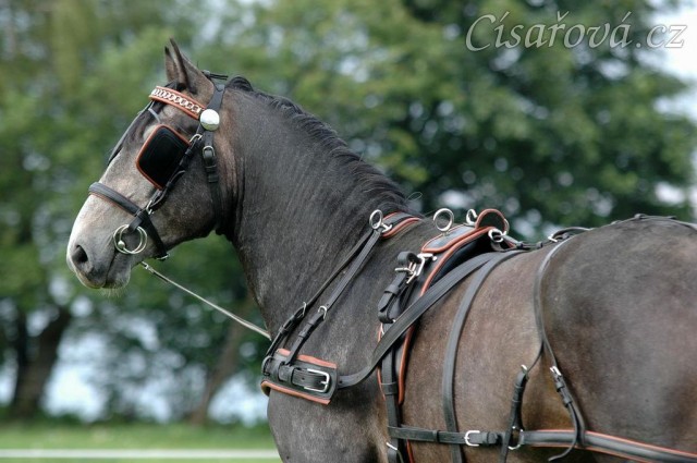 Rybíz se učí tahat - na lonži s postrojem. Olga a Věra Procházková