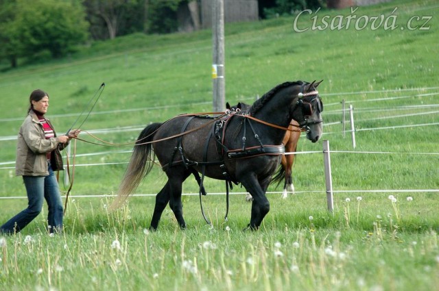 Rybíz se učí tahat - řízení opratěmi po jízdárně. Olga a Věra Procházková