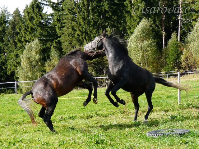 Rybíz a Monty si hrají