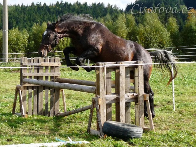 Monty skáče řadu ve volnosti