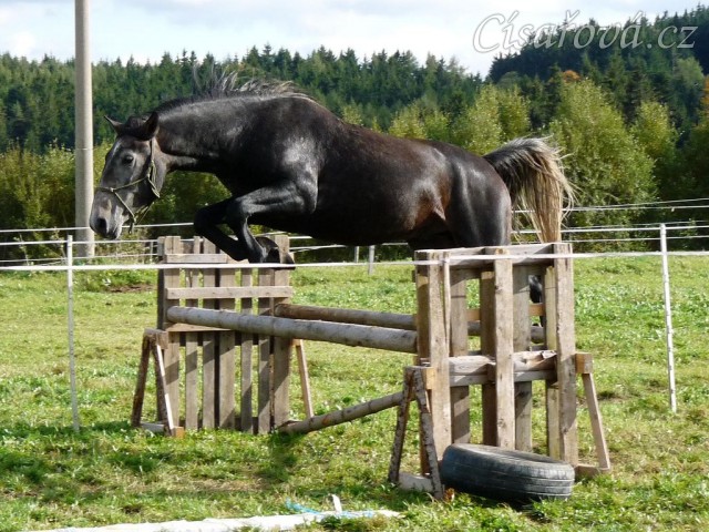 Rybíz skáče řadu ve volnosti