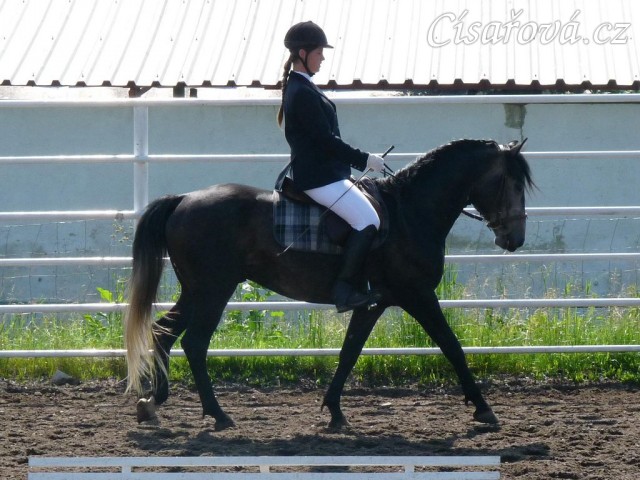 Rybíz na prvních závodech, opracování před drezurou