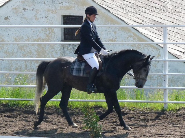 Rybíz na prvních závodech, opracování před drezurou