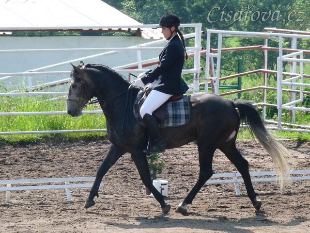 Rybíz na prvních závodech, drezurní úloha Z1