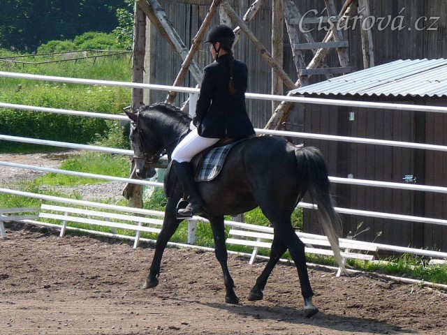 Rybíz na prvních závodech, drezurní úloha Z1