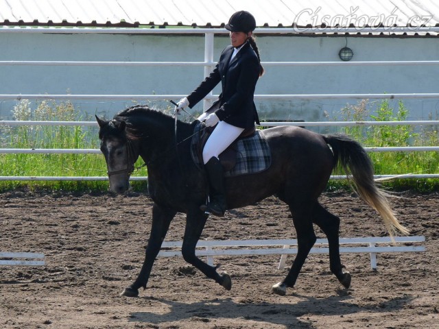 Rybíz na prvních závodech, drezurní úloha Z1