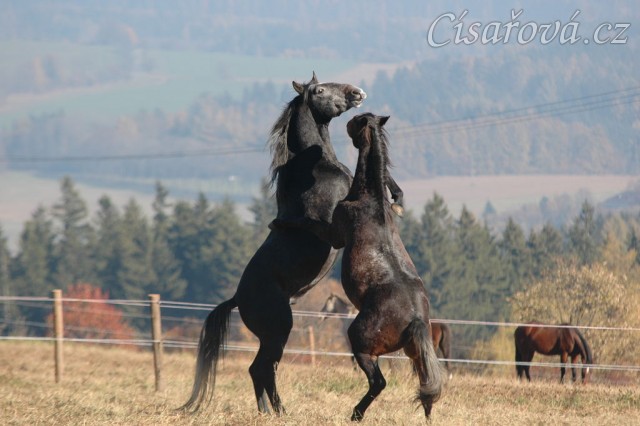 Rybíz a Monty si hrají. Olga Procházková