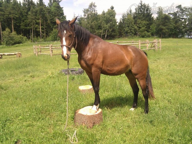 17.6.2011 - Tříletá klisna při práci ze země, poprvé stoupla na špalek...