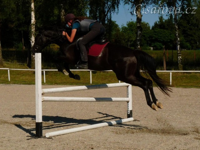 Arwen při tréninku v Klatovech, červen 2011