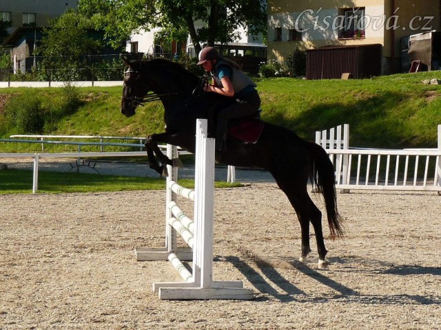 Arwen při tréninku v Klatovech, červen 2011