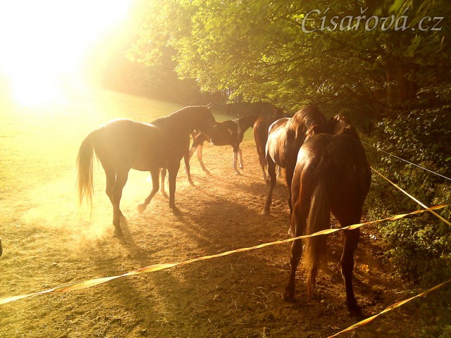 4.9.2011 - Stádo hřebců na pastvině v podvečerním slunci