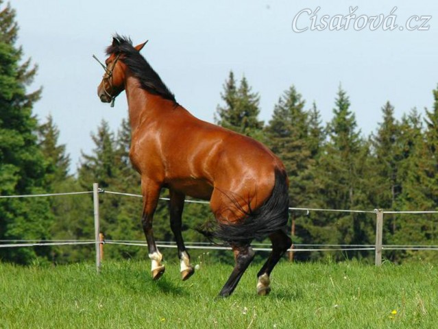 Bára chvilku po příchodu k nám, energie měla na rozdávání:-)