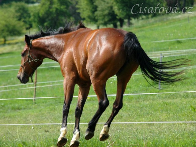 Bára chvilku po příchodu k nám, energie měla na rozdávání:-)