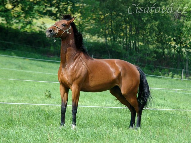 Bára chvilku po příchodu k nám, energie měla na rozdávání:-)