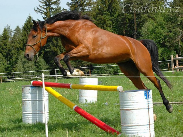 Bára při prvním skákání ve volnosti, květen 2011