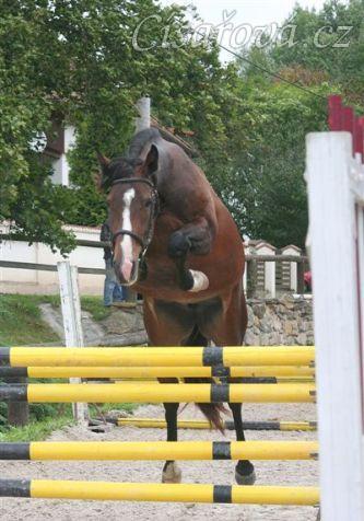 7.9.2011 - tíletá klisna Highland udělala ZZV klisen za 8,44 bodu a dostala se tak do akceleračního programu