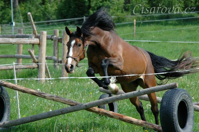 Skákání ve volnosti, květen 2011