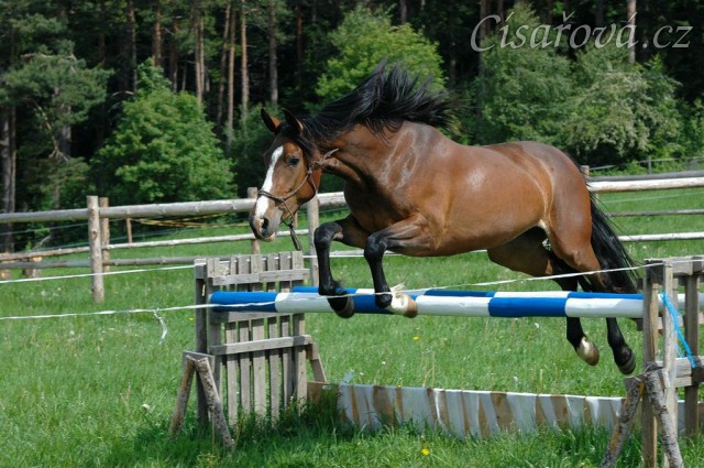 Skákání ve volnosti, květen 2011