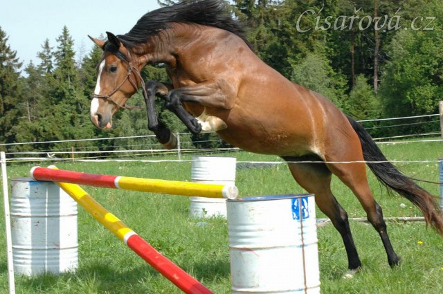 Skákání ve volnosti, květen 2011