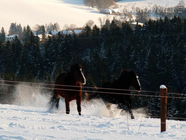 Dovádění ve výběhu, prosinec 2010